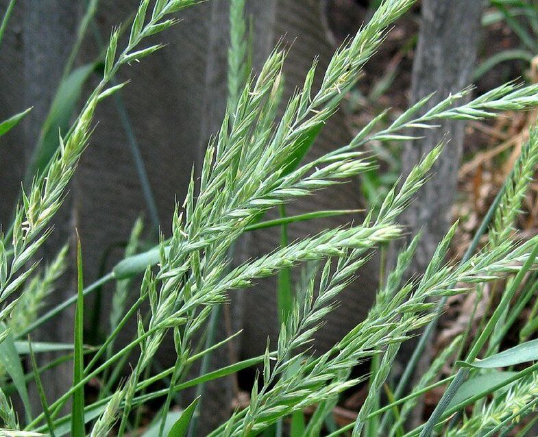 pšeničná tráva pro léčbu prostatitidy